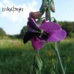 Le Dead Projet : St Le Dead Projet : St